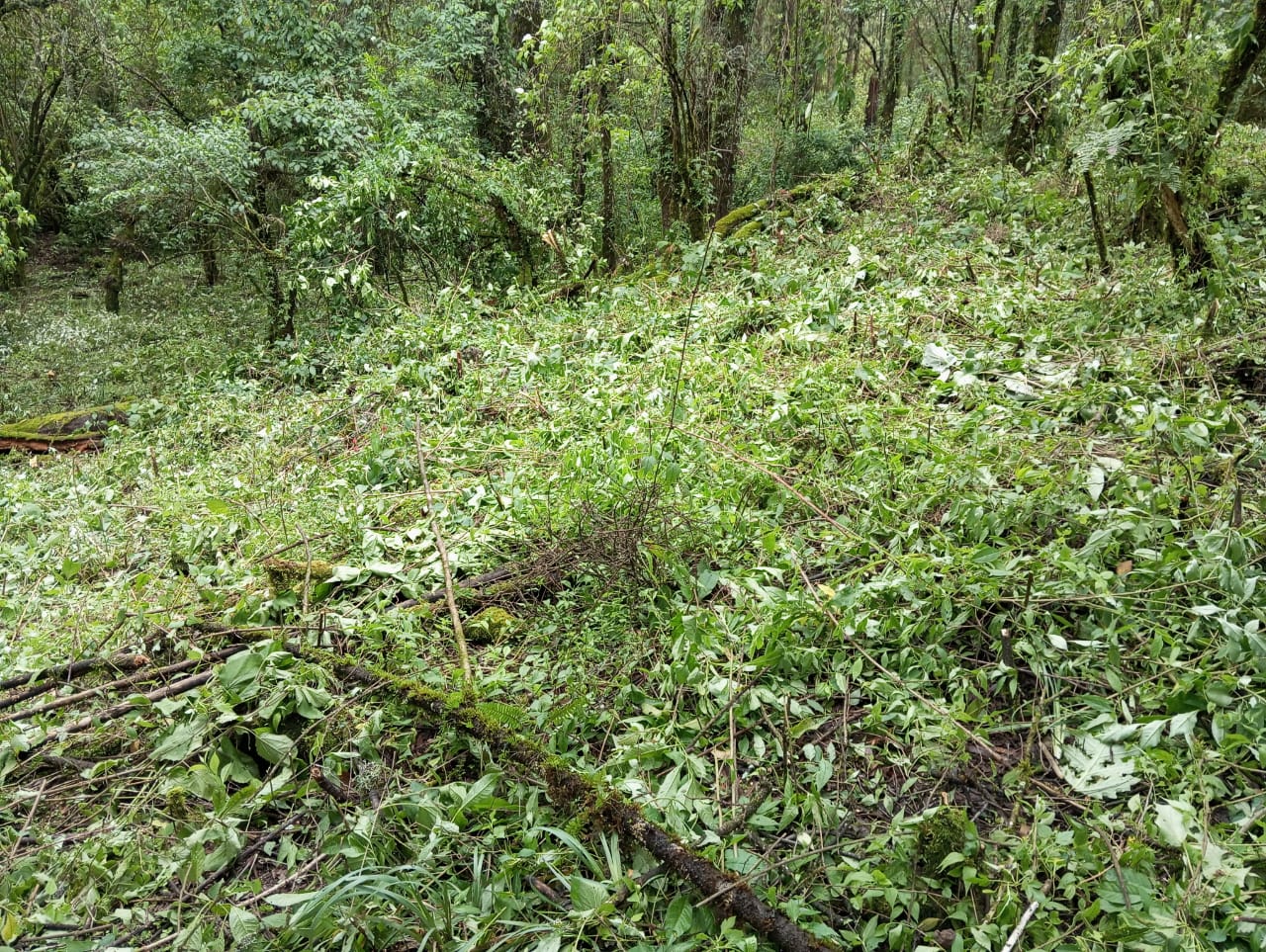 Vegetación limpiada dentro del lote